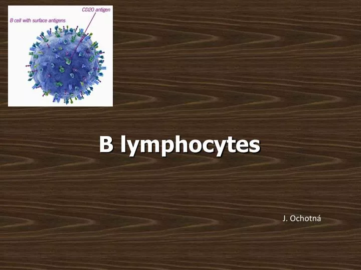 b lymphocytes