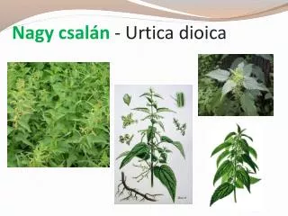 Nagy csalán - Urtica dioica