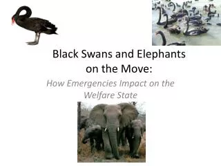 Black Swans and Elephants on the Move: