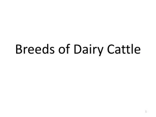 Breeds of Dairy Cattle