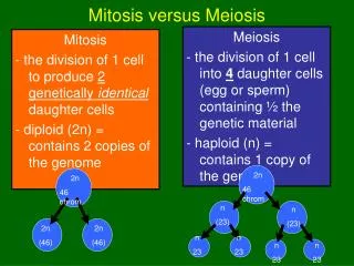 Mitosis versus Meiosis