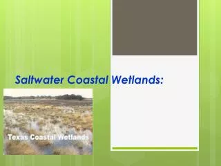 Saltwater Coastal Wetlands: