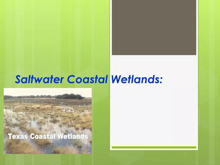 saltwater coastal wetlands