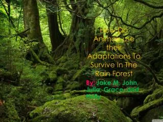 How Do Animals use their Adaptations To Survive In The Rain Forest