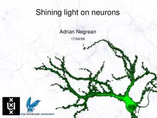 Shining light on neurons