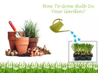 How To Grow Bulb In Your Garden?