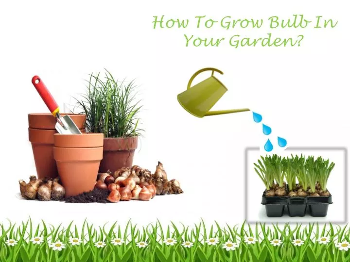 how to grow bulb in your garden