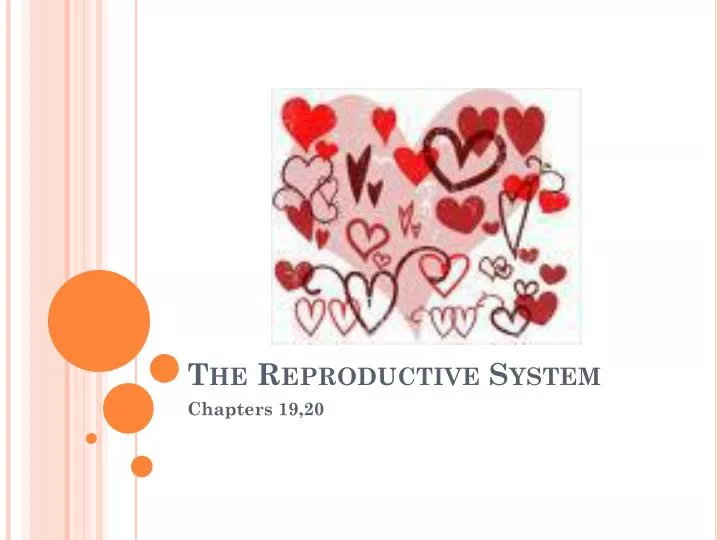 the reproductive system