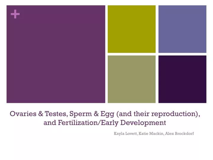 ovaries testes sperm egg and their reproduction and fertilization early development