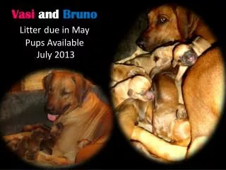 Vasi and Bruno Litter due in May Pups Available July 2013