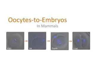 Oocytes - to-Embryos