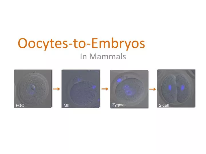 oocytes to embryos