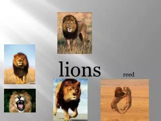 lions	 	reed