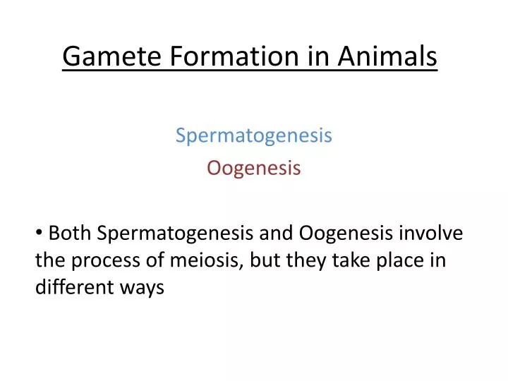 gamete formation in animals