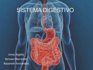 sistema digestivo