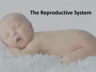 The Reproductive System