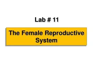 The Female Reproductive System