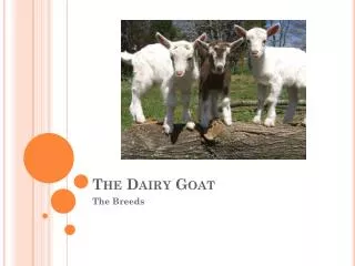 The Dairy Goat