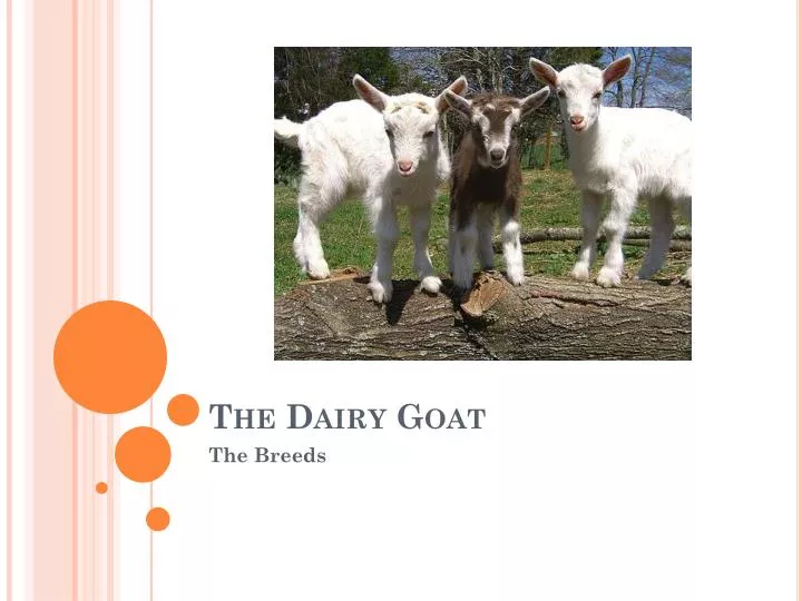 the dairy goat