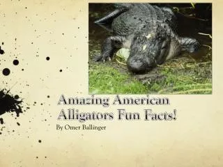 Amazing American Alligators Fun F acts!