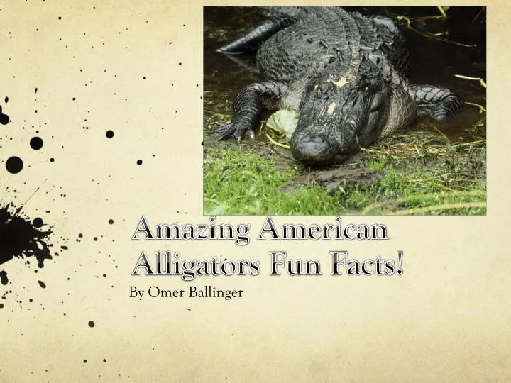 amazing american alligators fun f acts