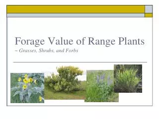 Forage Value of Range Plants ~ Grasses, Shrubs, and Forbs