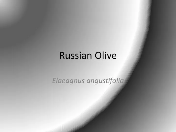 russian olive