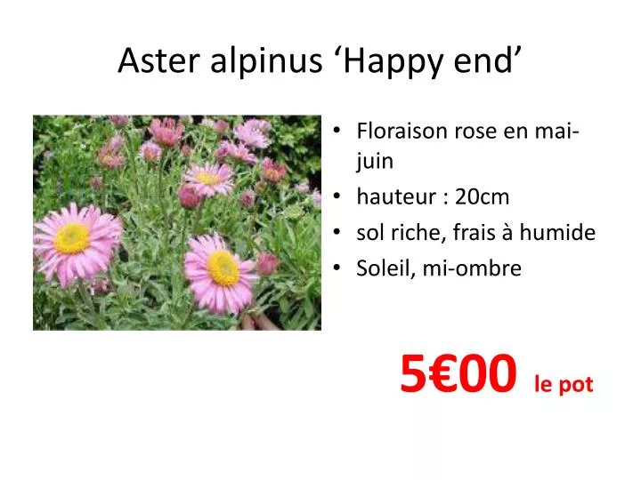 aster alpinus happy end