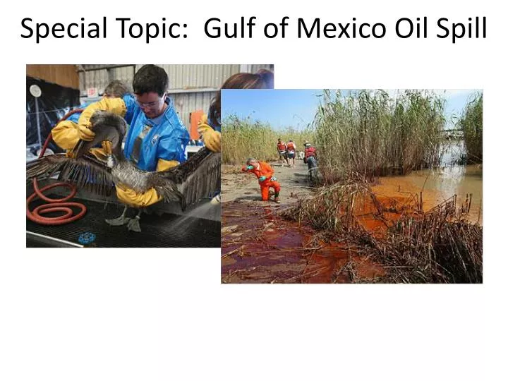 special topic gulf of mexico oil spill