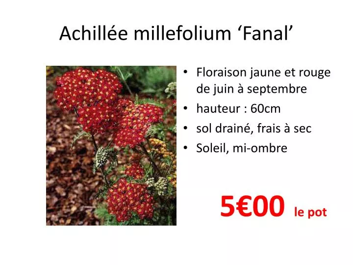 achill e millefolium fanal