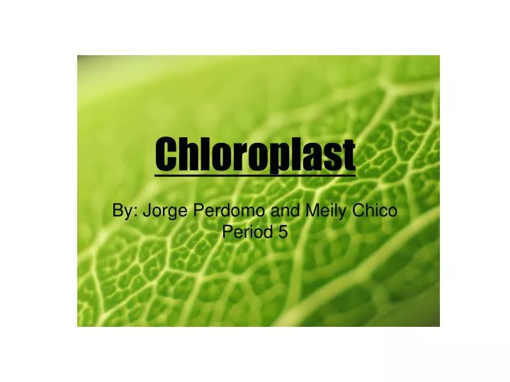 chloroplast
