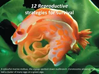 12 Reproductive strategies for survival