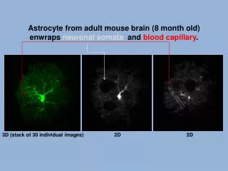 Astrocyte from adult mouse brain (8 month old) enwraps neuronal somata and blood capillary .