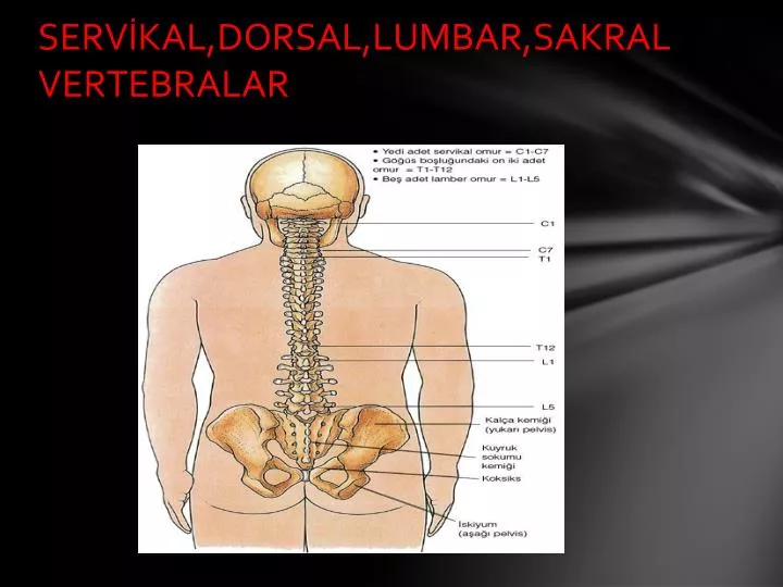 serv kal dorsal lumbar sakral vertebralar