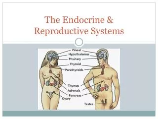 The Endocrine &amp; Reproductive Systems