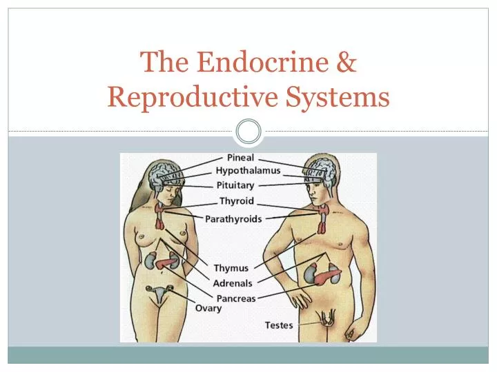the endocrine reproductive systems