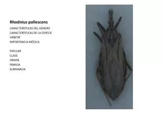 rhodnius pallescens