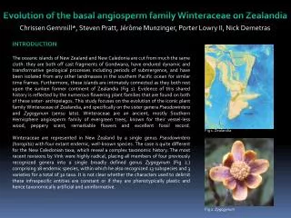 Evolution of the basal angiosperm family Winteraceae on Zealandia