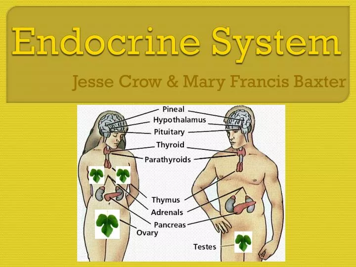 endocrine system