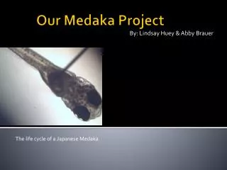 Our Medaka Project