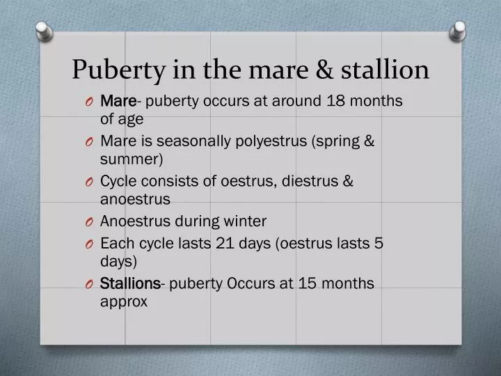 puberty in the mare stallion
