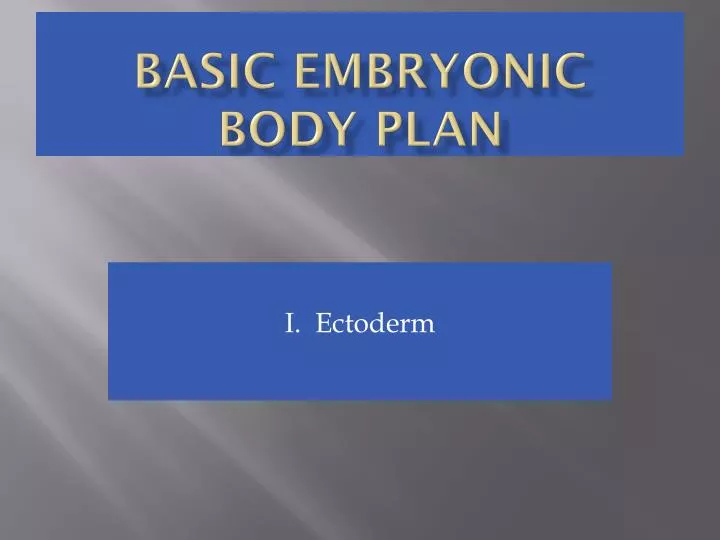 basic embryonic body plan