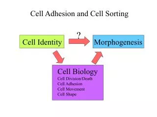 Cell Adhesion and Cell Sorting