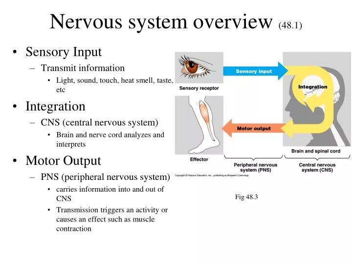 nervous system overview 48 1