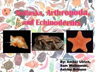 Mollusks, Arthropoda, and Echinoderms