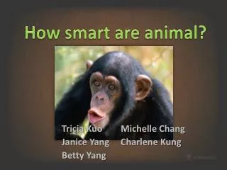 How smart are animal?