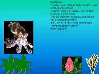 Description The blue ringed octopus body size is less than 5cm and arms around