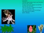 Description The blue ringed octopus body size is less than 5cm and arms around - slide 1