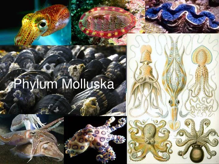 phylum molluska