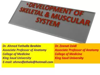 DEVELOPMENT OF SKELETAL &amp; MUSCULAR SYSTEM